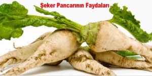 Şeker Pancarının Faydaları