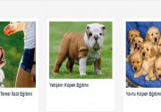 Köpeklerde Agresyon Eğitimi Ne Kadar Sürer? Köpek eğitiminde en çok