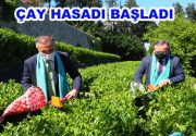 Çay Hasadı Başladı Rize Valisi Kemal Çeber, Rize Belediye Başkanı