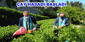 Çay Hasadı Başladı