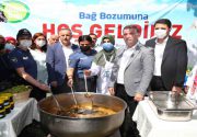 Bağcılar’da bağ bozumu zamanı Bağcılar Belediyesi Nostalji Bahçelerinden olan Üzüm