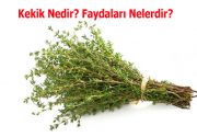 Kekik Nedir? Faydaları Nelerdir?  Uzman Diyetisyen Zülal Yalçın konu hakkında