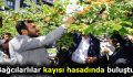 Bağcılarlılar kayısı hasadında buluştu