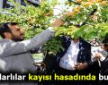 Bağcılarlılar kayısı hasadında buluştu