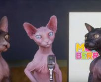 Cat Dance Song – Funny Cat Video Funny Cat Dance