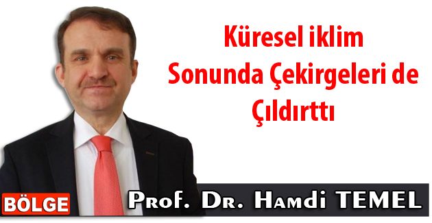 Küresel iklim sonunda çekirgeleri de çıldırttı