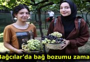 Bağcılar’da bağ bozumu zamanı Bağcılar Belediyesi Nostalji Bahçelerinden olan Üzüm