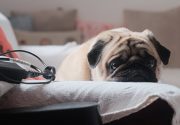 Köpeklerde Stresi Azaltan Etkili Eğitim Yöntemleri Evcil hayvanlarımız, özellikle de