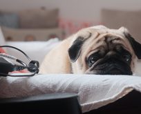 Köpeklerde Stresi Azaltan Etkili Eğitim Yöntemleri