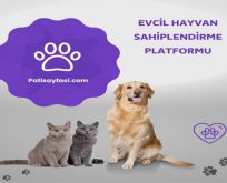 Köpek Sahiplenme Rehberi: Fiyatlar, Irklar ve Doğru Seçim İçin İpuçları