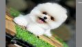Pomeranian Boo – Küçük Boyutta Büyük Sevgi