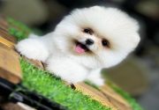 Pomeranian Boo – Küçük Boyutta Büyük Sevgi Evcil hayvan dünyasında