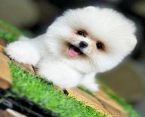Pomeranian Boo – Küçük Boyutta Büyük Sevgi