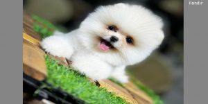 Pomeranian Boo – Küçük Boyutta Büyük Sevgi