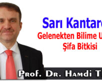 Sarı Kantaron: Gelenekten Bilime Uzanan Şifa Bitkisi