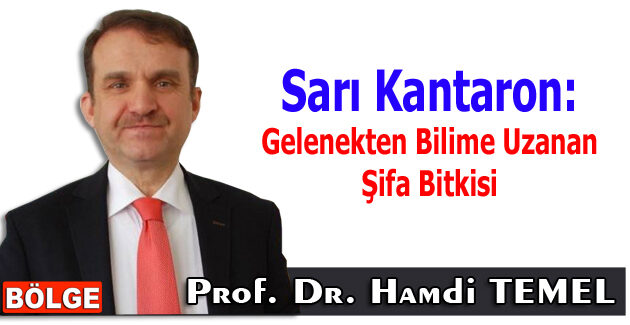 Sarı Kantaron: Gelenekten Bilime Uzanan Şifa Bitkisi