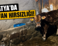 MALATYA’DA HAYVAN HIRSIZLIĞI ENDİŞESİ BÜYÜYOR