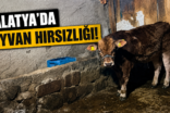 MALATYA’DA HAYVAN HIRSIZLIĞI ENDİŞESİ BÜYÜYOR