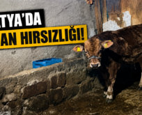 MALATYA’DA HAYVAN HIRSIZLIĞI ENDİŞESİ BÜYÜYOR
