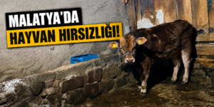 MALATYA’DA HAYVAN HIRSIZLIĞI ENDİŞESİ BÜYÜYOR