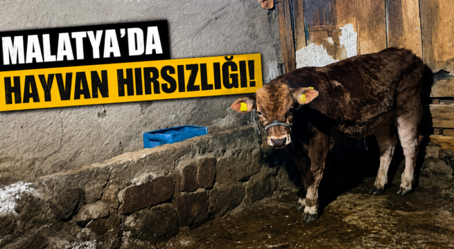 MALATYA’DA HAYVAN HIRSIZLIĞI ENDİŞESİ BÜYÜYOR