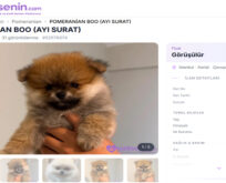 Pomeranian Irkını Tanımak: Öne Çıkan Özellikler