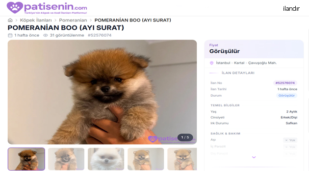 Pomeranian Irkını Tanımak: Öne Çıkan Özellikler